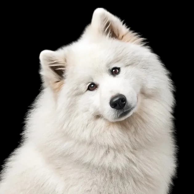 Samoyed photo 1