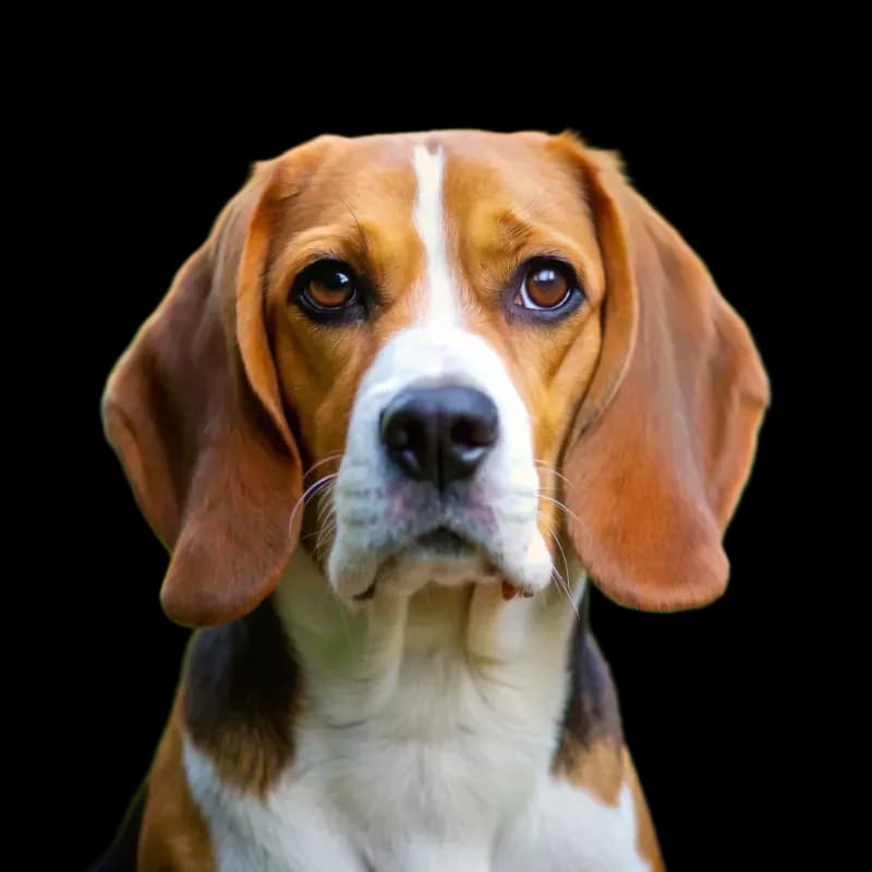 Beagle photo 1