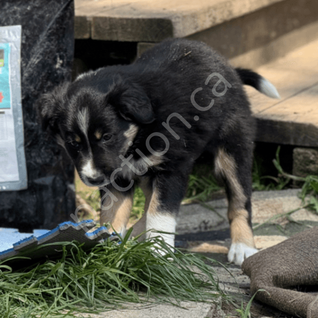 RisnCrik Tails Up-Big Boy