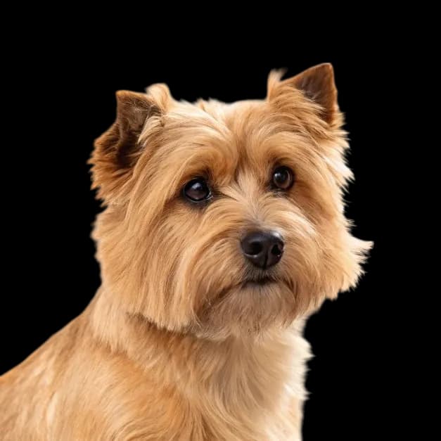 Norfolk Terrier photo 1