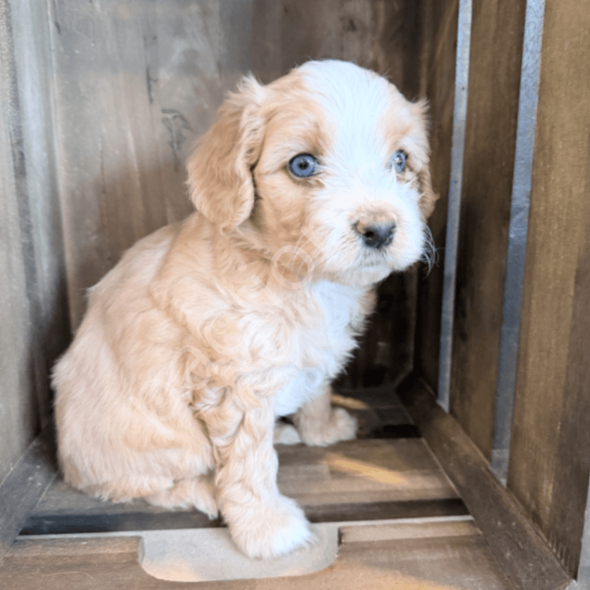 Casey & Champ’s Mini Double Doodles 