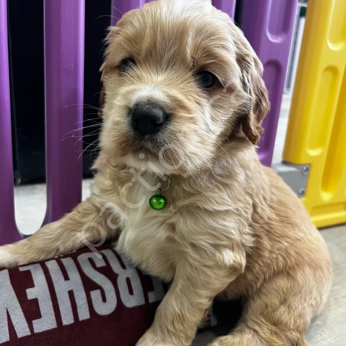 Hunter (Oakley & Rocko)