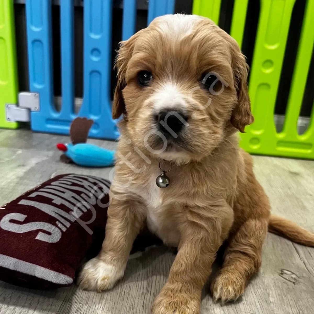 Milo (Oakley & Rocko)