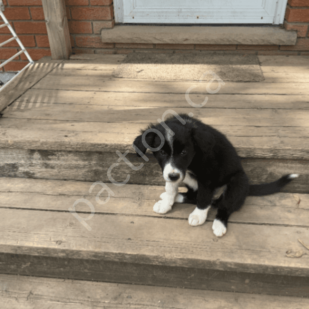 RisnCrik Tails Up-Noir