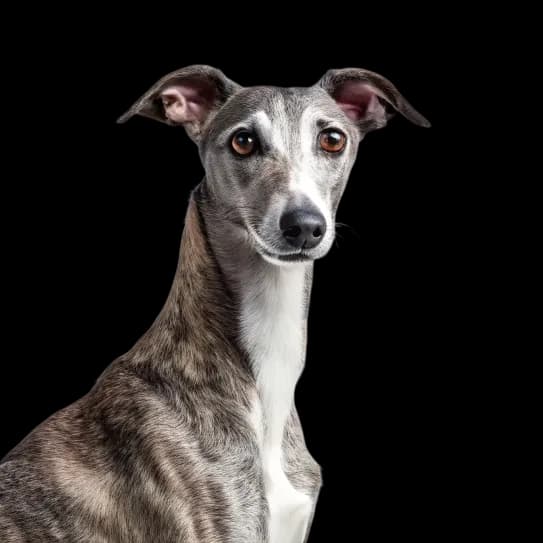 Whippet photo 1