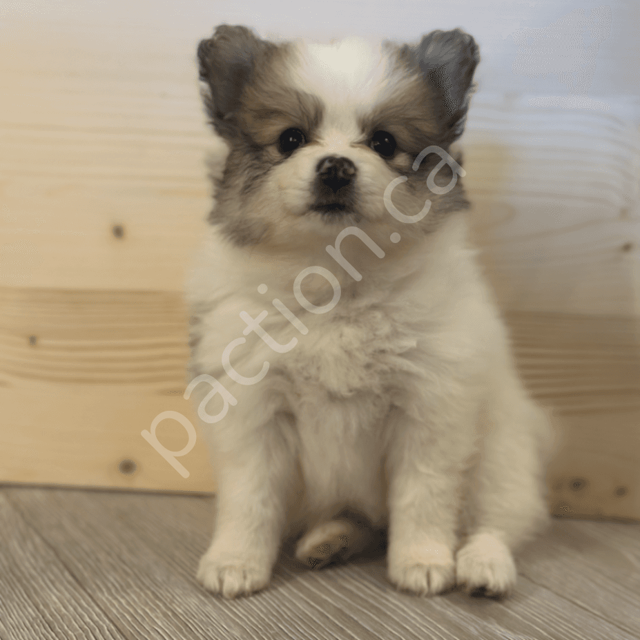 Pomeranian Puppies (Red Deer, AB)