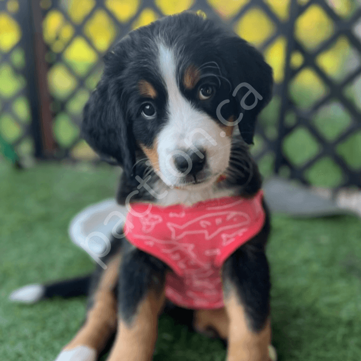 Willow Bernese Mountain Dog Puppy