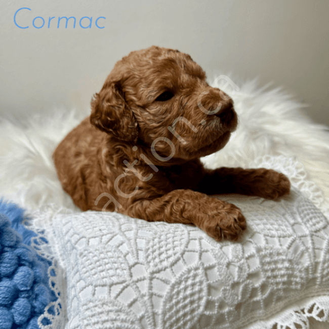 Cormac