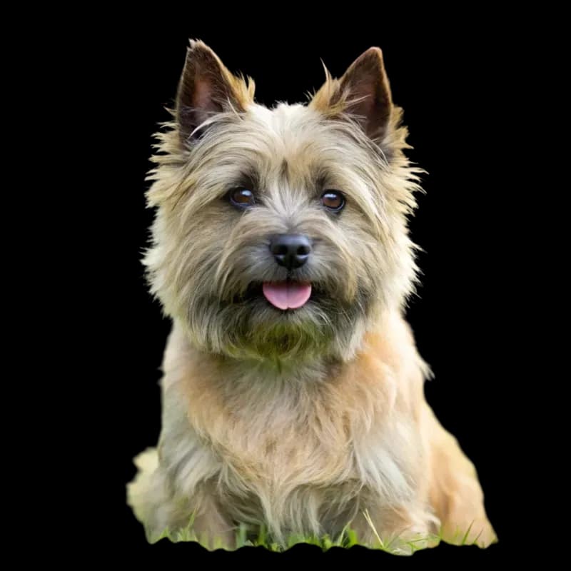 Cairn Terrier photo 1