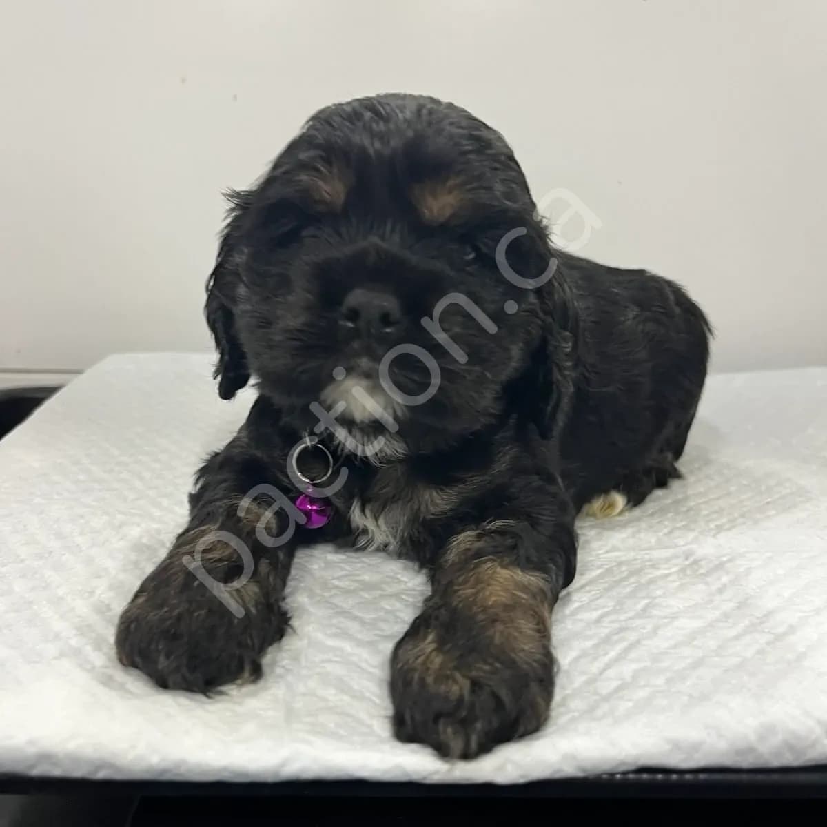 Shadow ~ Ebony & Stormie