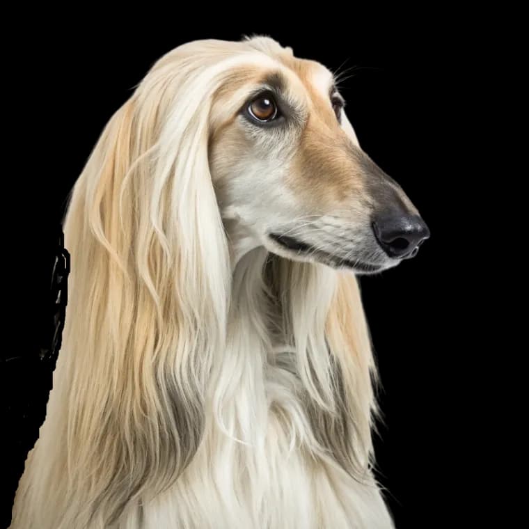 A headshot of an Afghan Hound