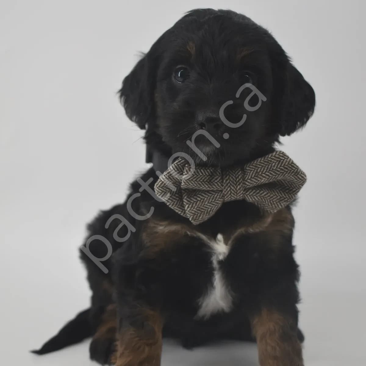 Hinton the Golden Mountain Doodle