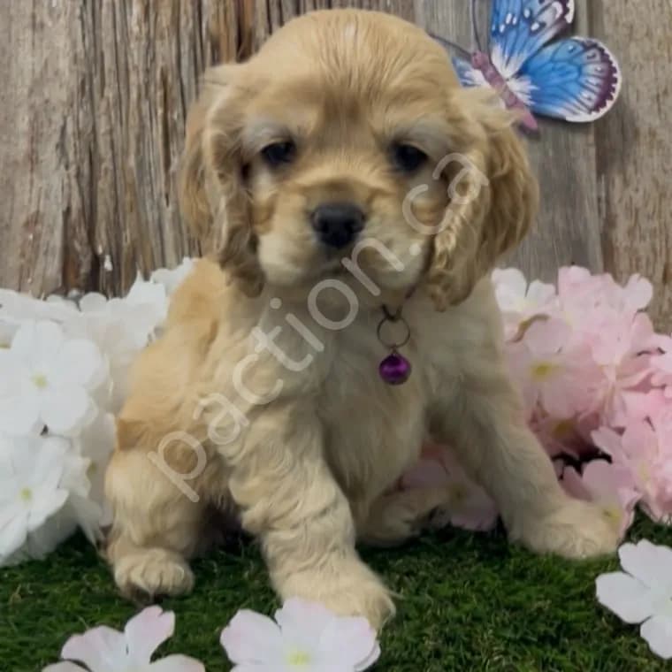 Nikki ~Taffie's First Born Girl