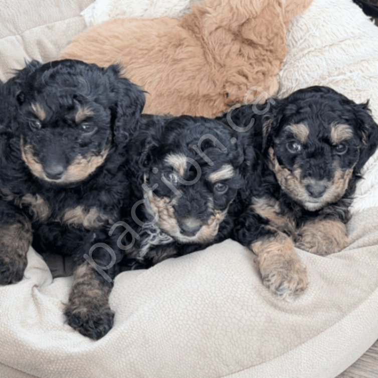 Casey & Champ’s Mini Double Doodles 