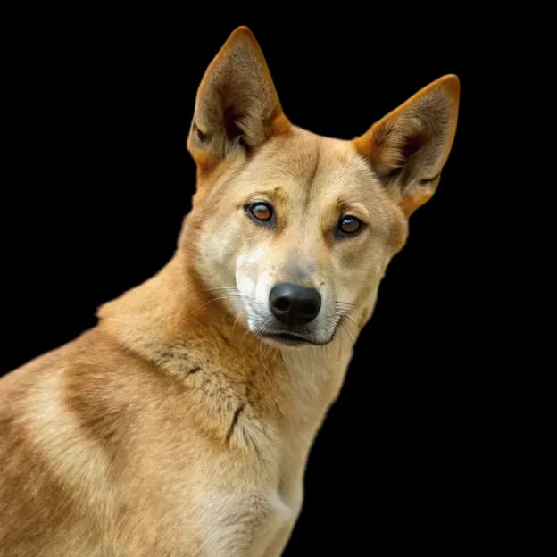 Carolina Dog (American Dingo) photo 1