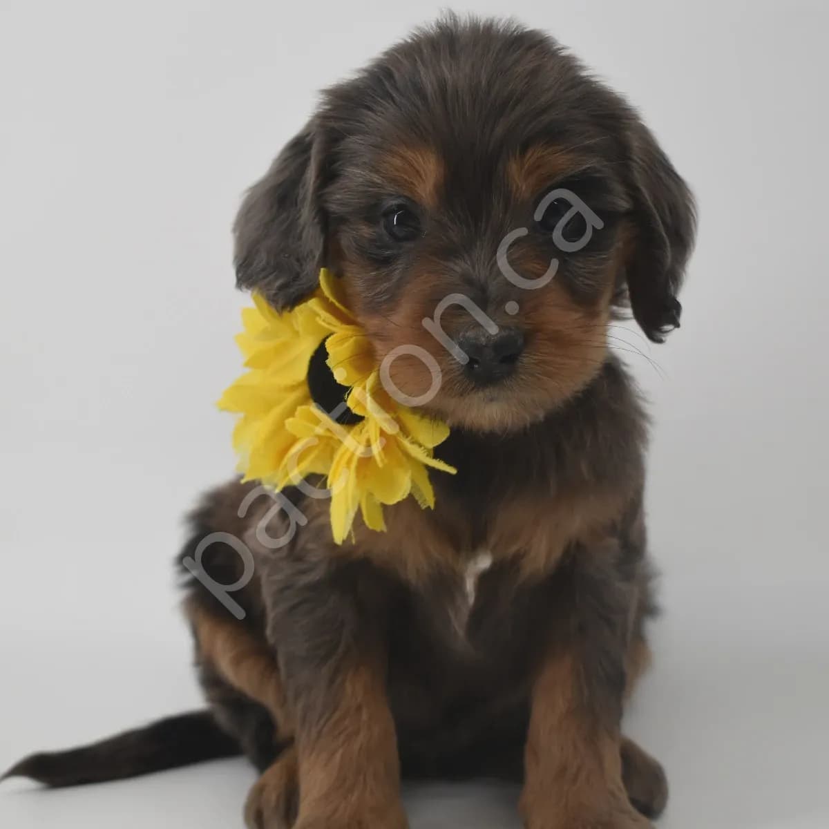 Evie the Golden Mountain Doodle