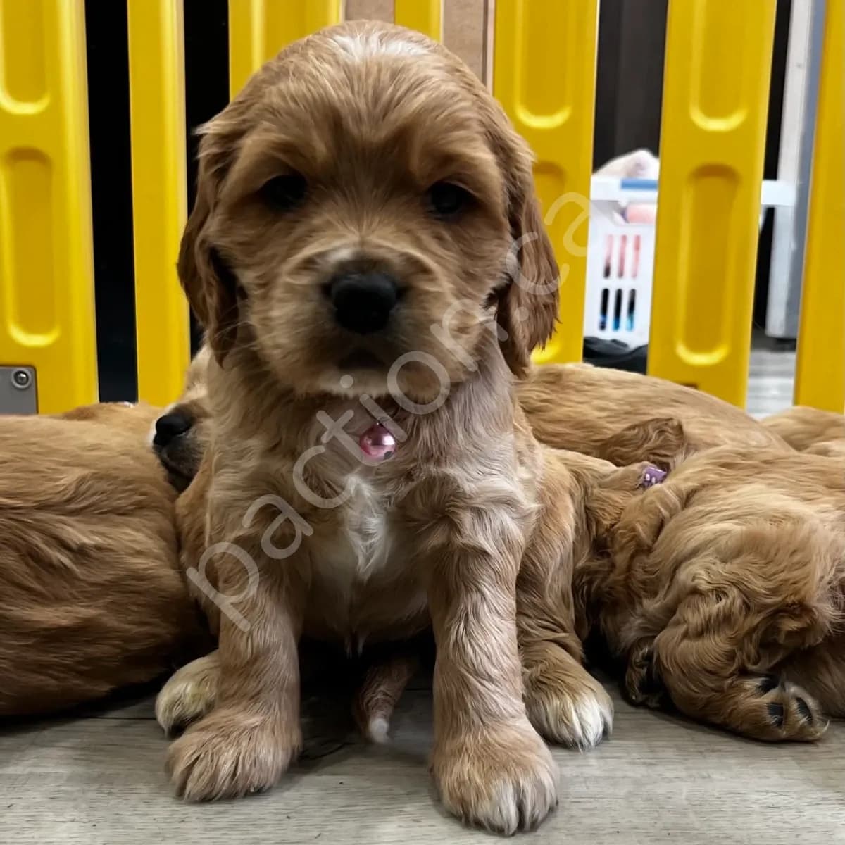 Mia (Oakley & Rocko)