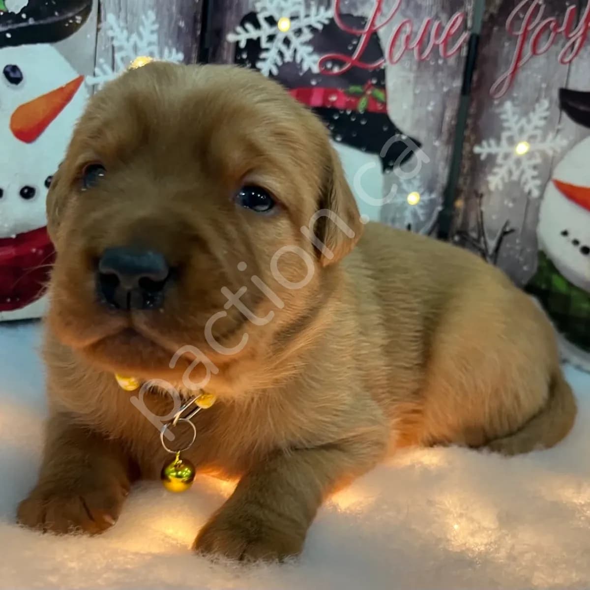 Stella -Goldador Pup