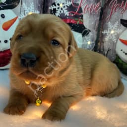 Stella -Goldador Pup