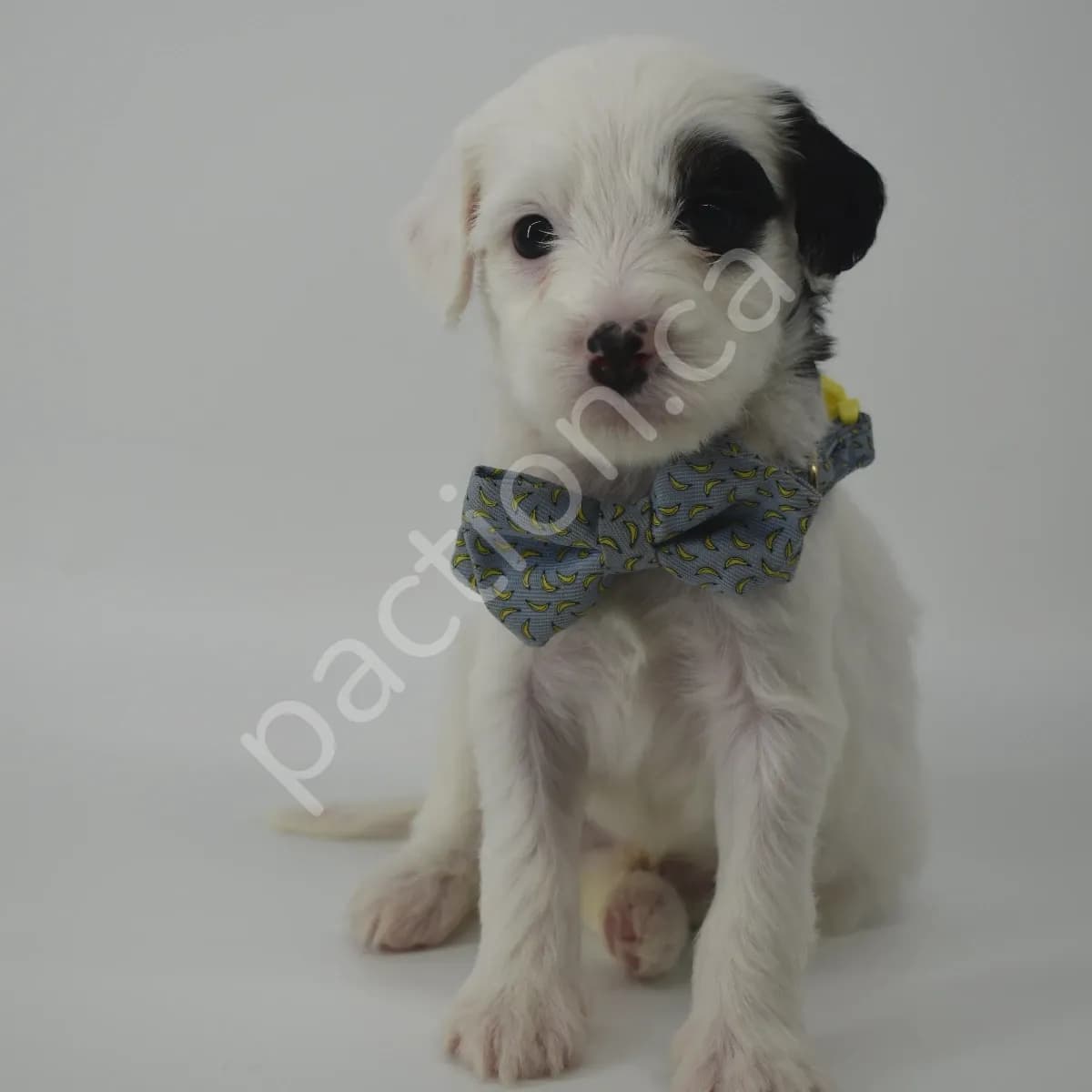 Darry the Golden Mountain Doodle 