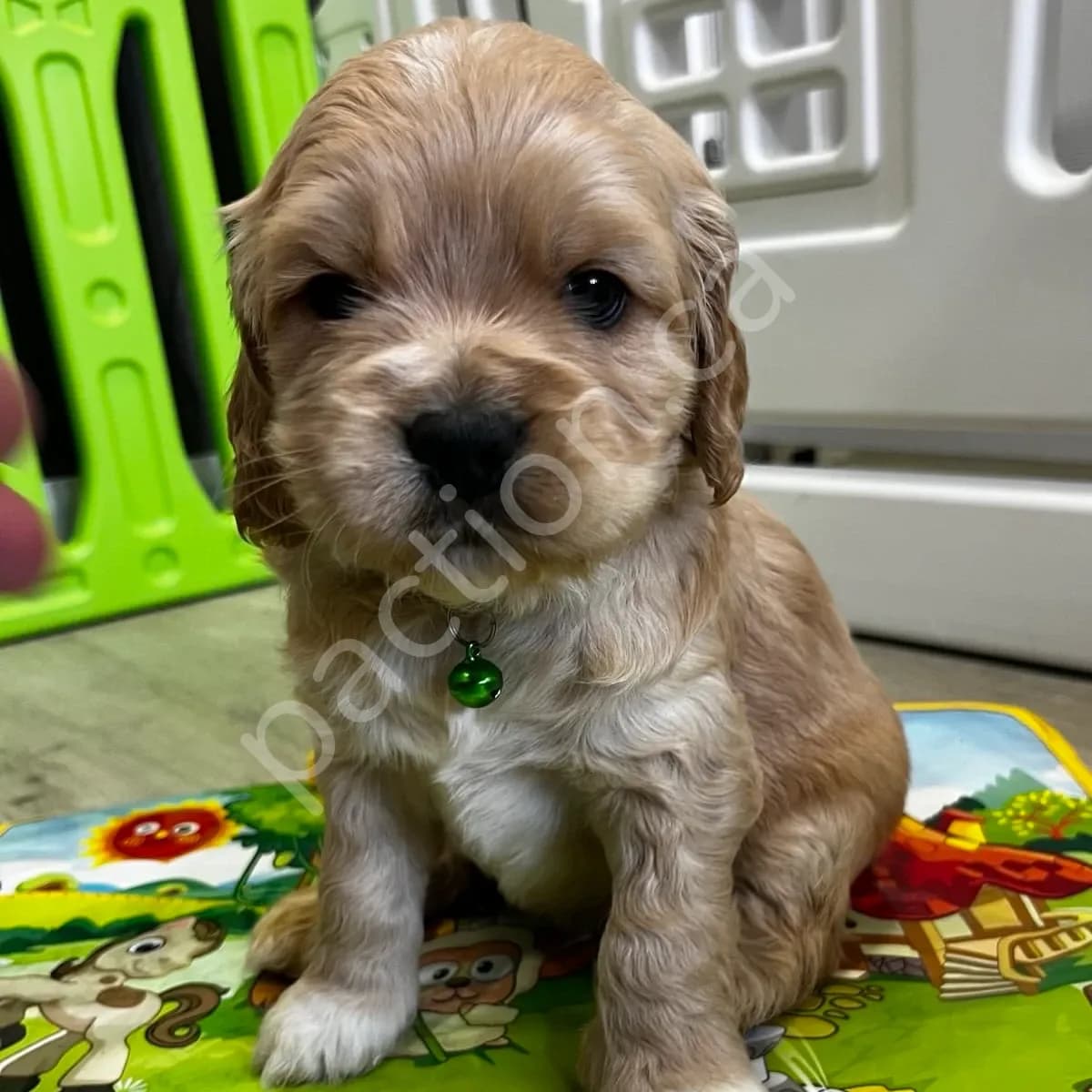 Jasper (Oakley & Rocko)