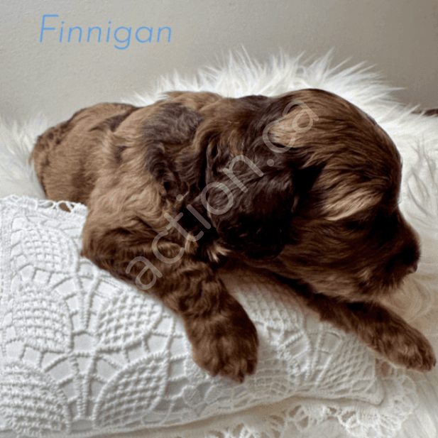 Finnigan