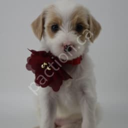 Cherry the Golden Mountain Doodle