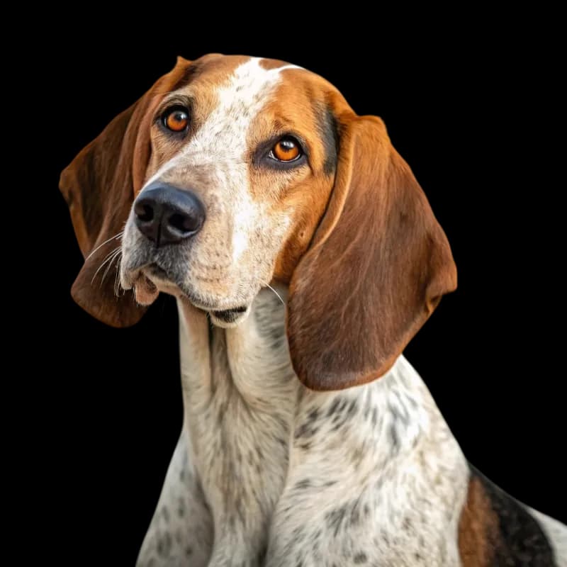American English Coonhound photo 1