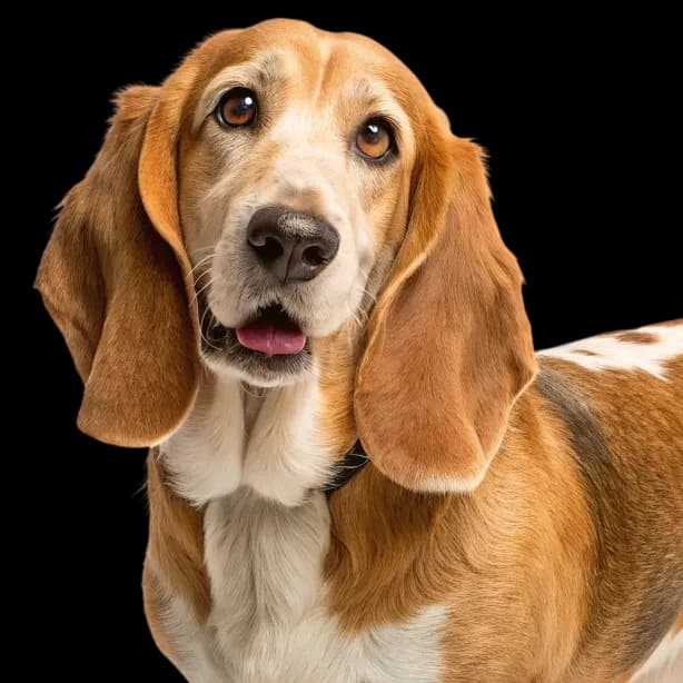 A headshot of a Basset Retriever dog with golden and white fur