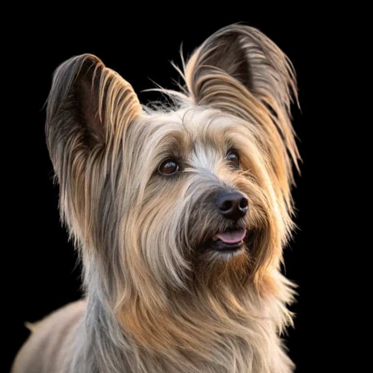 Skye Terrier photo 1