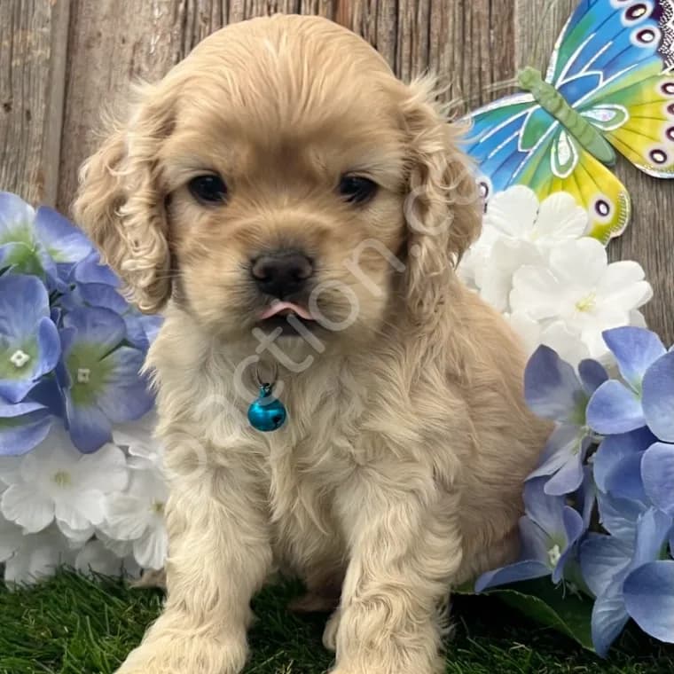 Chester ~Taffie's First Born Boy