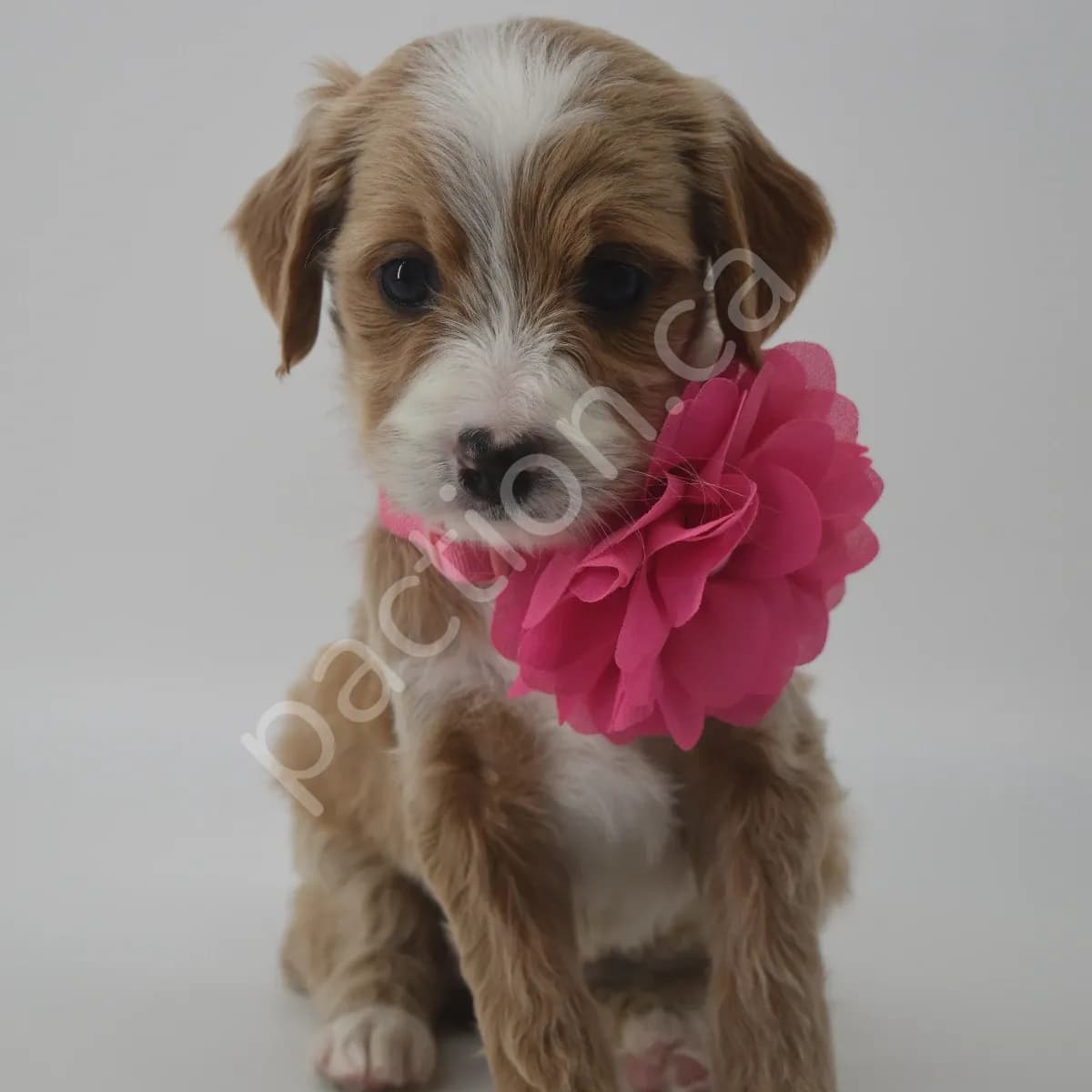 Sandy the Golden Mountain Doodle 