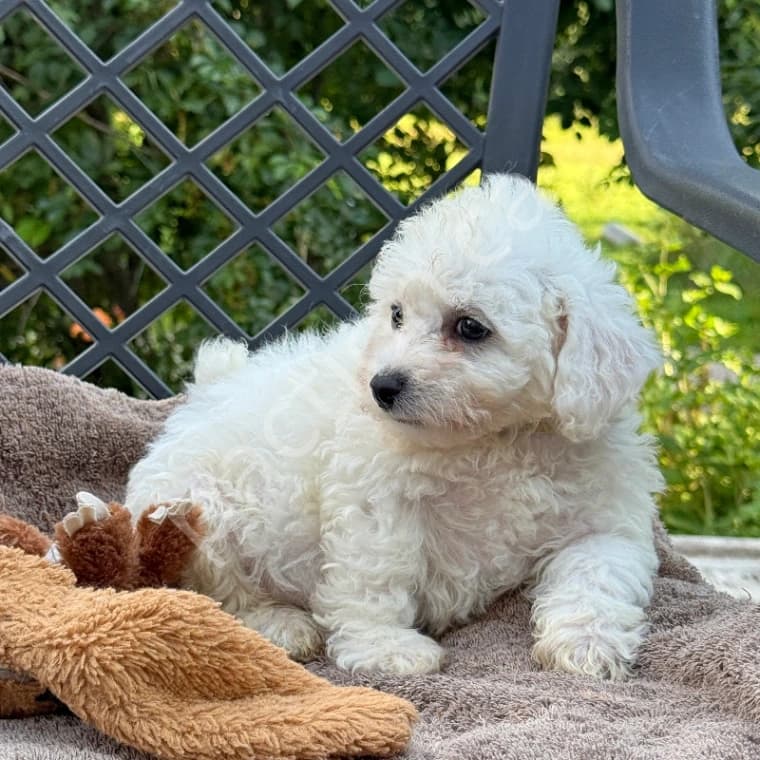 Handsome Bichon Frise Boy