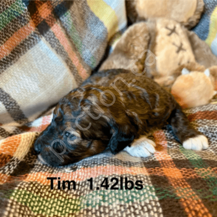 Country Music Artists 