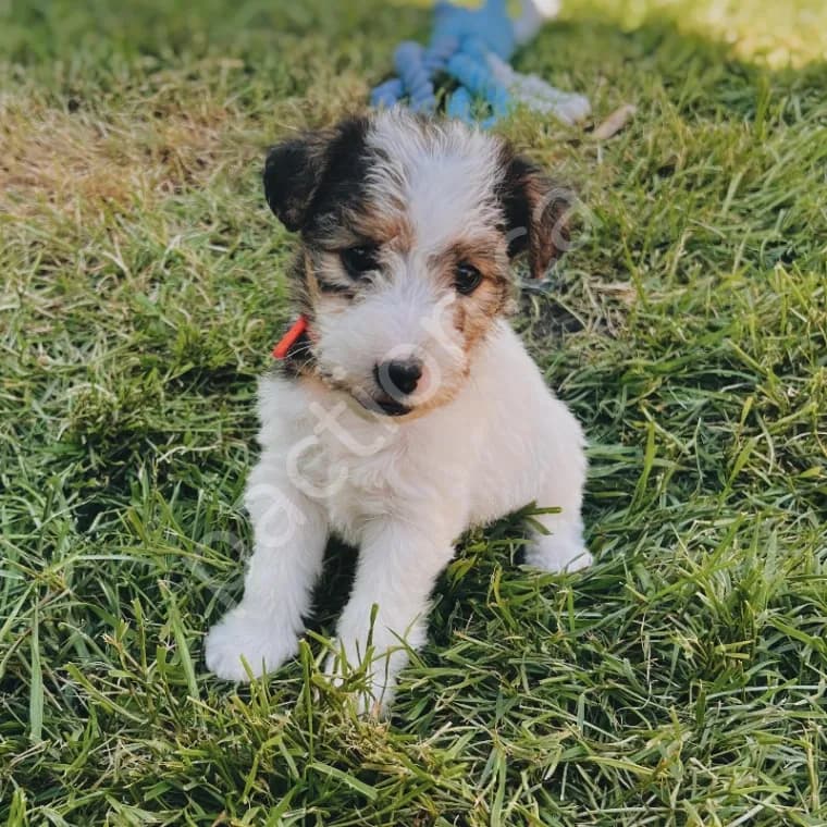Wirehaired Fox Terrier  Bella 