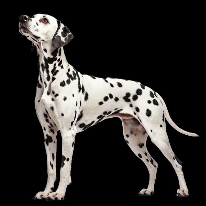Dalmatian photo 2