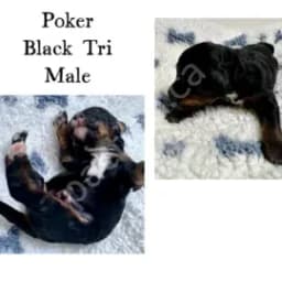 Poker Black Tri Male (Medium sized - expected 45-60lbs)