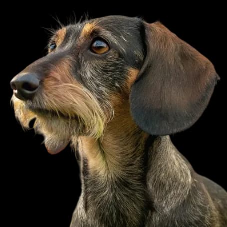 Wirehaired Dachshund photo 1