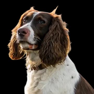 English Springer Spaniel photo 1