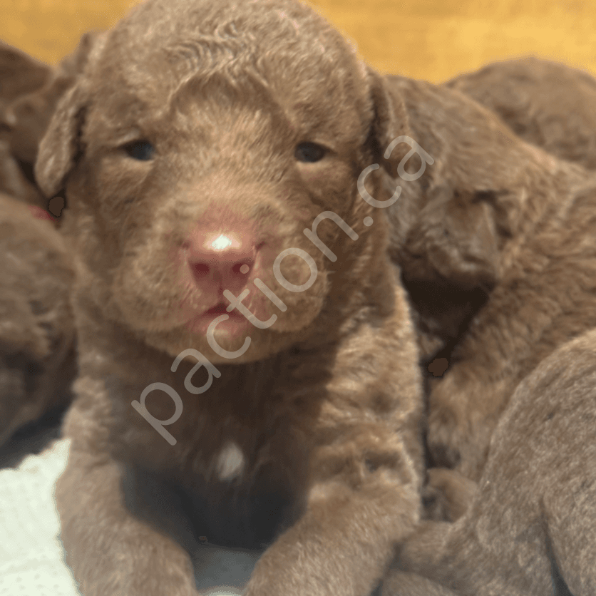 Daisy/Ruger Fall 2025