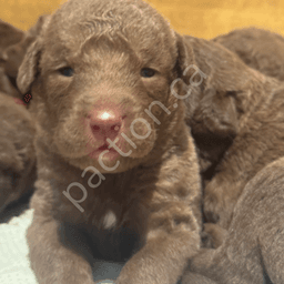 Daisy/Ruger Fall 2025