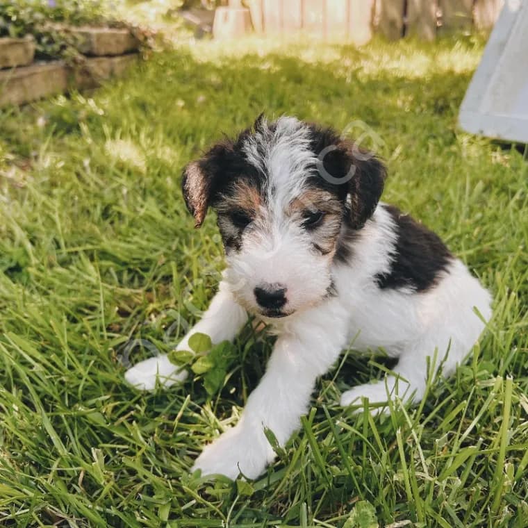 Wirehaired Fox Terrier  Bear