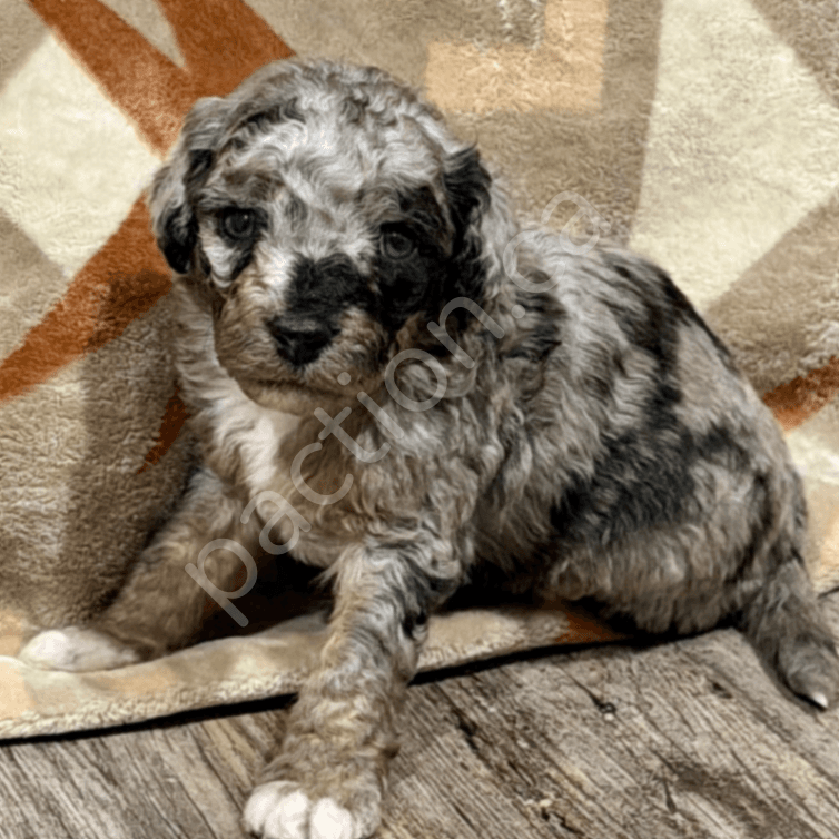 Cassie & Champ’s Petite/ Mini Aussiedoodles 