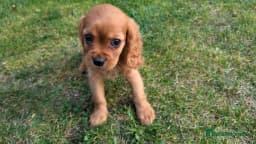 Winnie - Adorable Cavalier King Charles Spaniel 