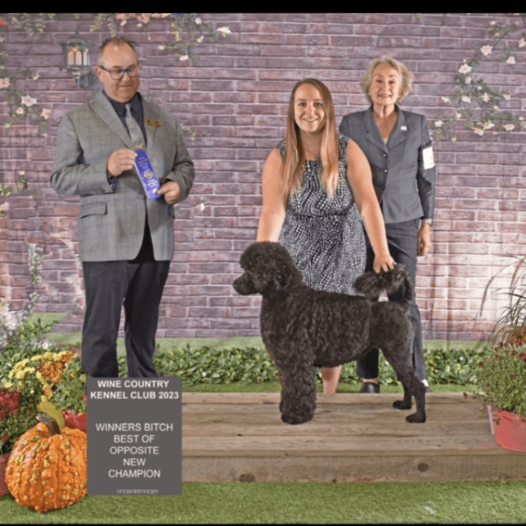 Upcoming Spring Litter - CKC Registered Portuguese Water Dogs