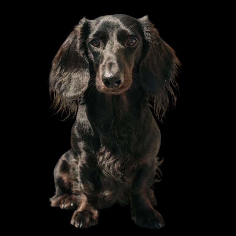 Long-Haired Dachshund photo 1