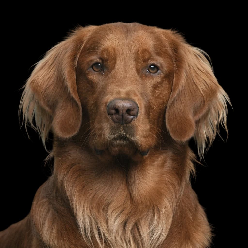 Red Field Golden Retriever photo 1