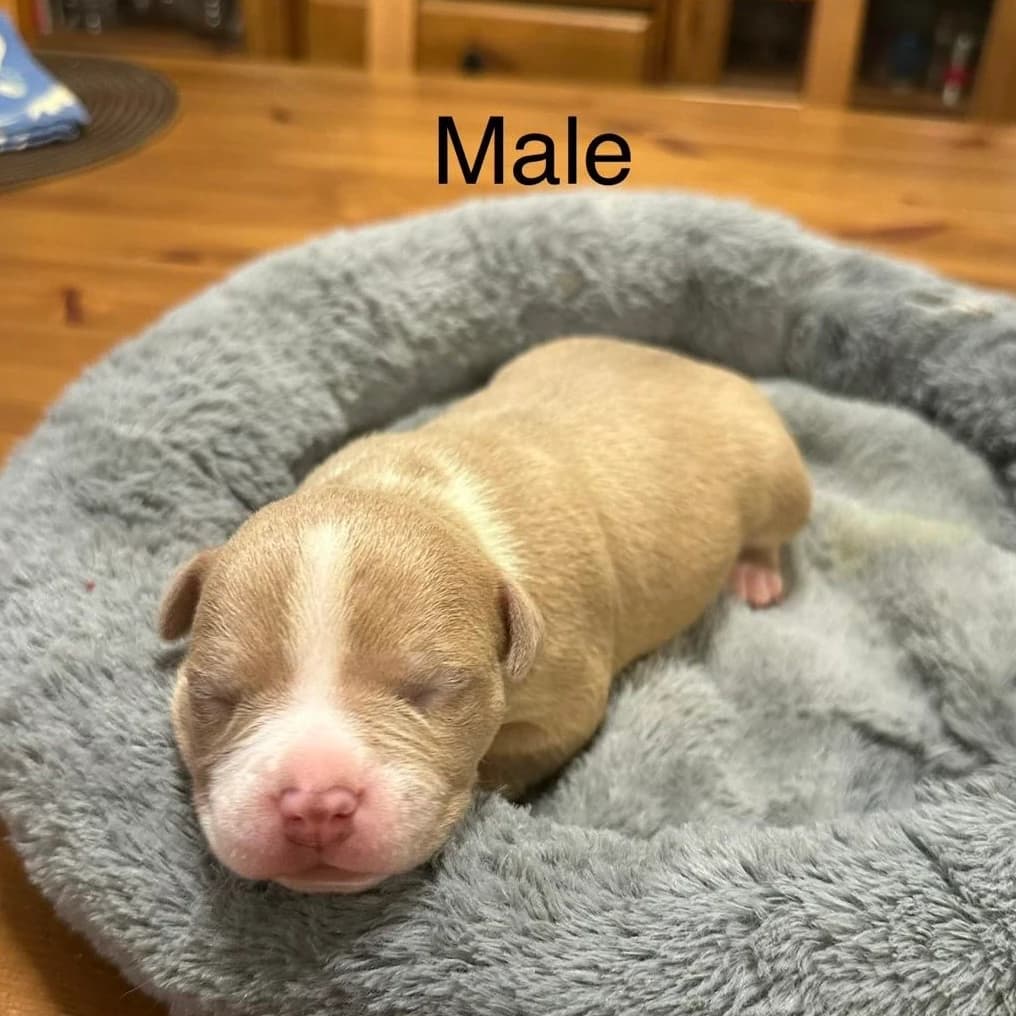 American Pocket Bully Puppies
