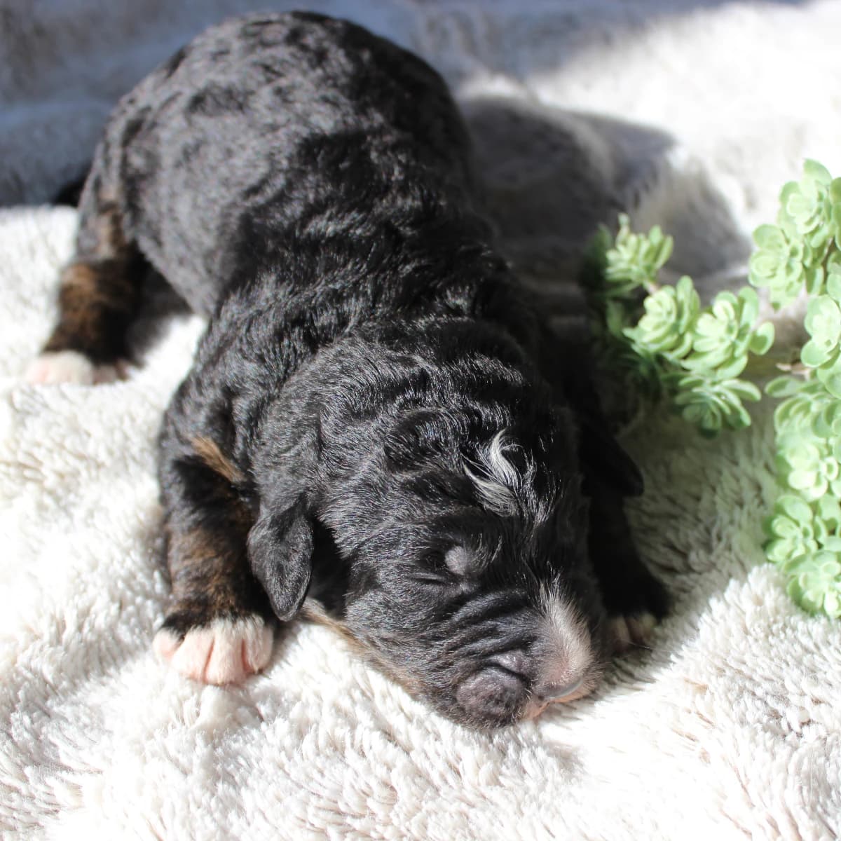 Stunning Standard Bernedoodle