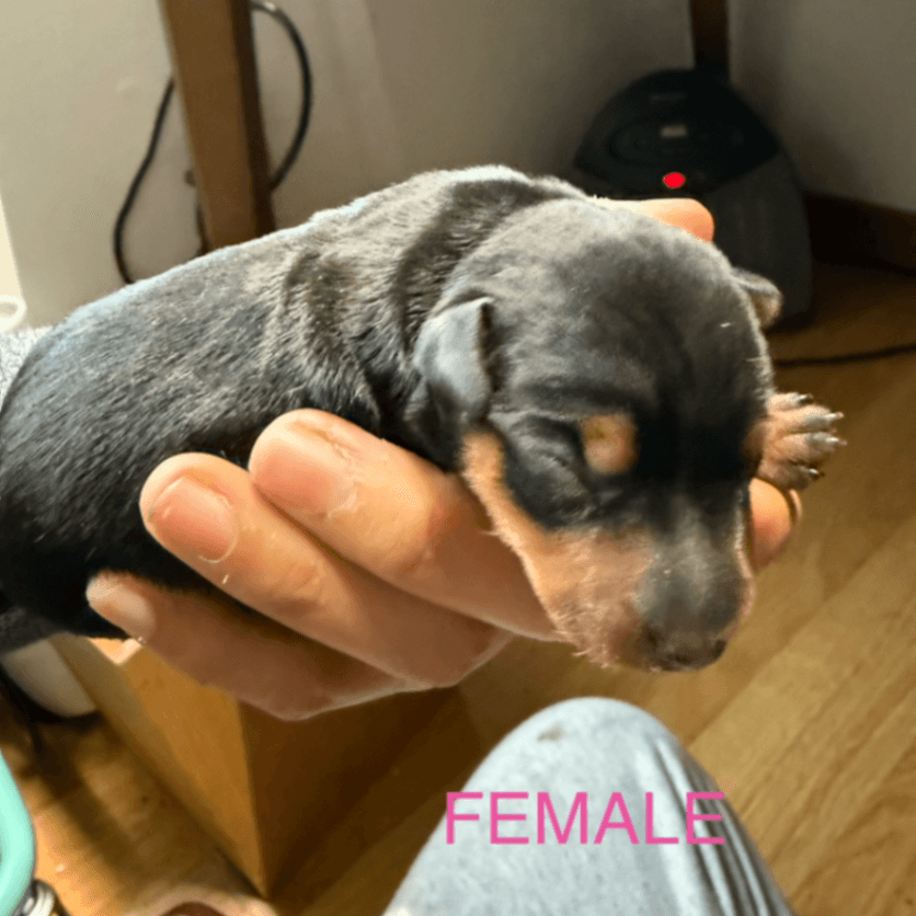 Miniature Pinscher Puppy - Female 1 - Black and Rust - ML03F1